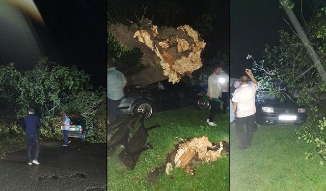 BARTIN'DA ÇIKAN FIRTINADA AĞAÇLAR OTOMOBİLLERİN ÜZERİNE DEVRİLDİ