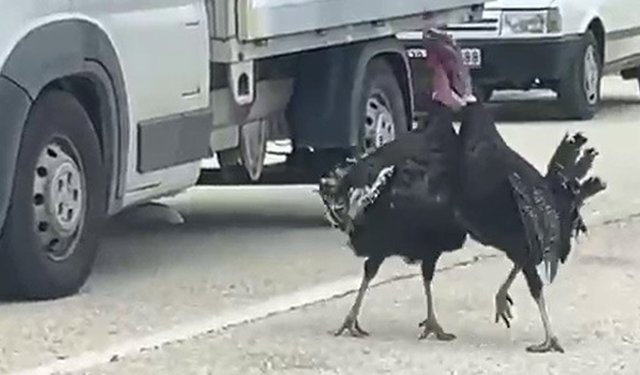 HİNDİLERİN YOL ORTASINDAKİ KABGASI TRRAFİĞİ DURDURDU
