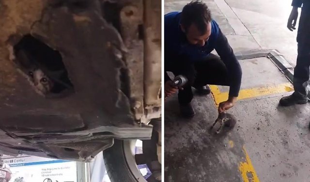OTOMOBİLİN MOTORUNA GİREN KEDİ KURTARILDI