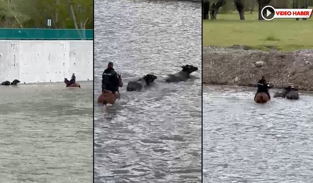 ATIYLA ÇAYA GİRDİ, MAHSUR KALAN MANDALARINI KURTARDI