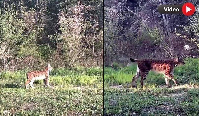 OVACIK'TA NADİR TÜR VAŞAK GÖRÜNTÜLENDİ