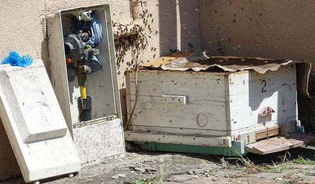 KARABÜK'TE ARILAR APARTMANI SARDILAR