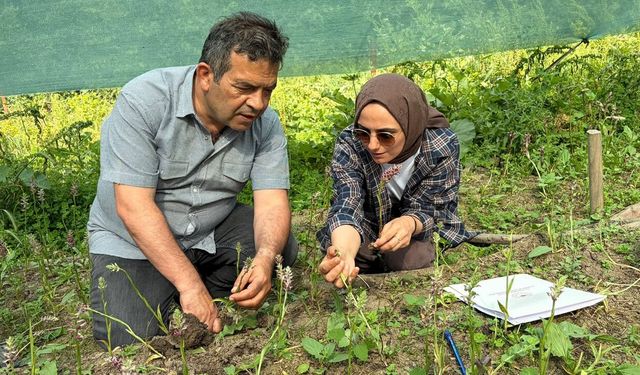 KARABÜK'TE İZİNLİ SALEP ÜRETİMİNE SIKI DENETİM