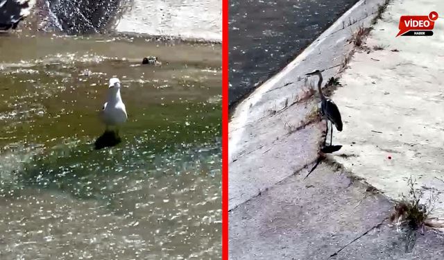 YENİCE'DE GRİ BALIKÇIL VE MARTI AYNI KAREDE
