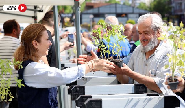 SAFRANBOLU'DA 100 BİN MANİYE DOMATESİ FİDESİ DAĞITILDI