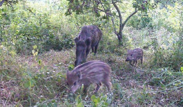 KASTAMONU'DA VAHŞİ YAŞAM FOTOKAPANA YANSIDI
