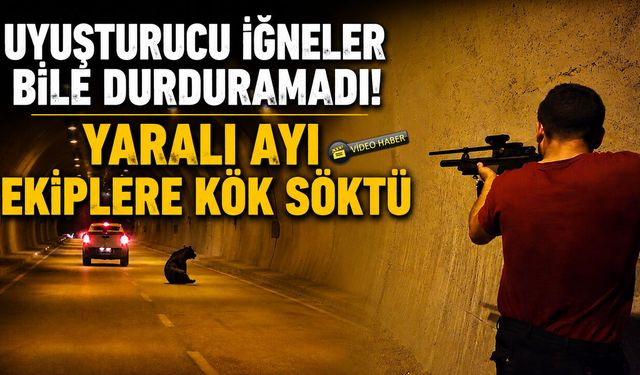 YARALI AYI EKİPLERE KÖK SÖKTÜ