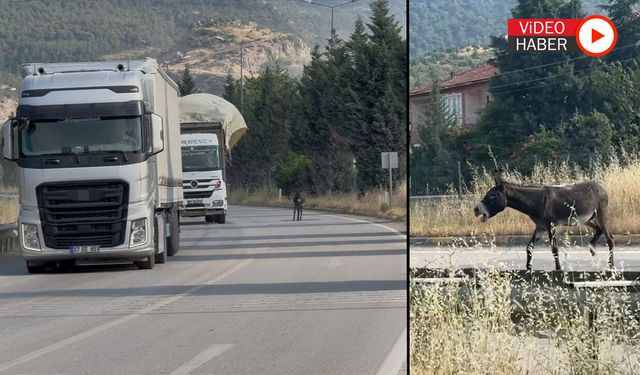 KARAYOLUNA ÇIKAN EŞEK TEHLİKE YARATTI