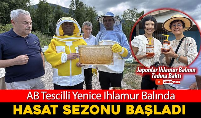 AB TESCİLLİ YENİCE IHLAMUR BALINDA HASAT SEZONU BAŞLADI