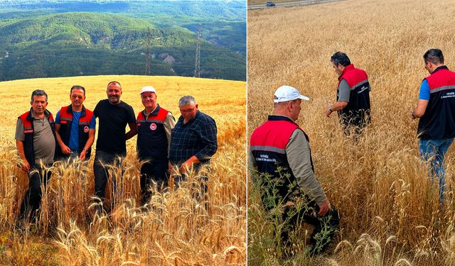KARABÜK'TE ÇEKİRGE ALARMI SONRASI TARLALARDA İNCELEME