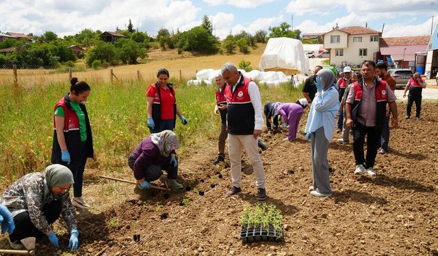 KASTAMONU'DA ÇİFTÇİLERE ÜCRETSİZ AROMATİK BİTKİ FİDESİ DESTEĞİ