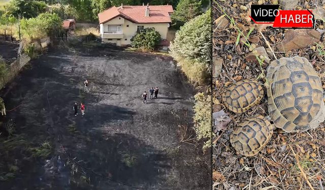ALEVLERİN ORTASINDA KALAN KAPLUMBAĞA VE YAVRULARI KURTARILDI