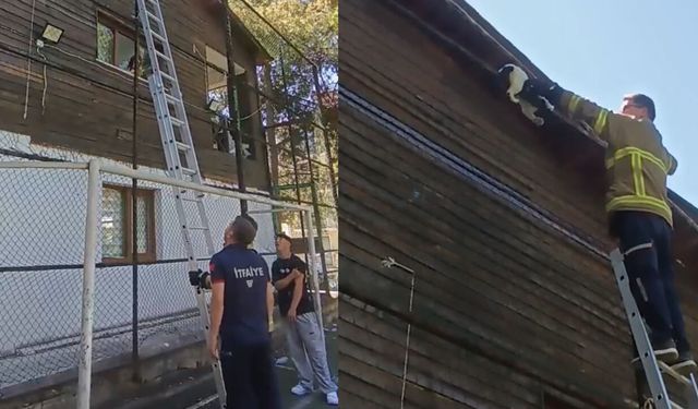 HALI SAHANIN DEMİRLERİNE SIKIŞAN KEDİYİ İTFAİYE KURTARDI