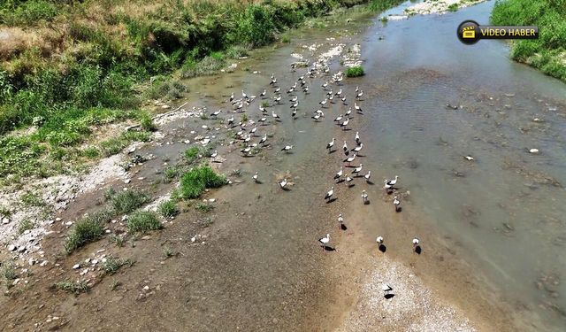 SOĞANLI ÇAYINDAKİ LEYLEKLER DRONLA GÖRÜNTÜLENDİ