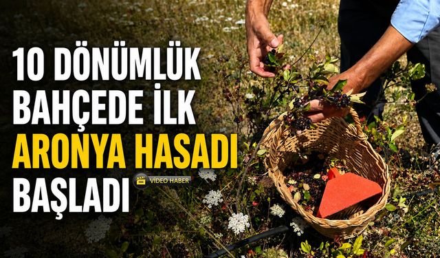 10 DÖNÜMLÜK BAHÇEDE İLK ARONYA HASADI BAŞLADI