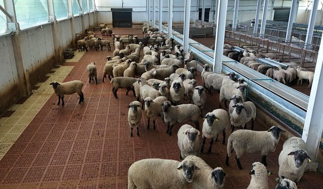 BİLİMSEL ÇALIŞMAYLA 55 KOYUN 100'DEN FAZLA KUZU DOĞURDU