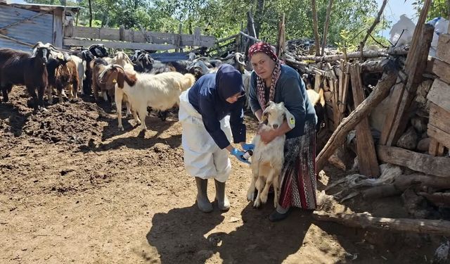 SAFRANBOLU’DA YENİ DOĞAN KUZULAR KAYIT ALTINA ALINIYOR