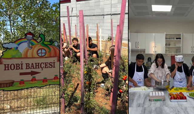 SAFRANBOLU'DA GENÇLERDEN MANİYE DOMATESİ HASADI