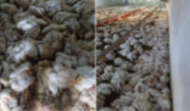 MUDURNU'DA 4 BİN TAVUK TELEF OLDU