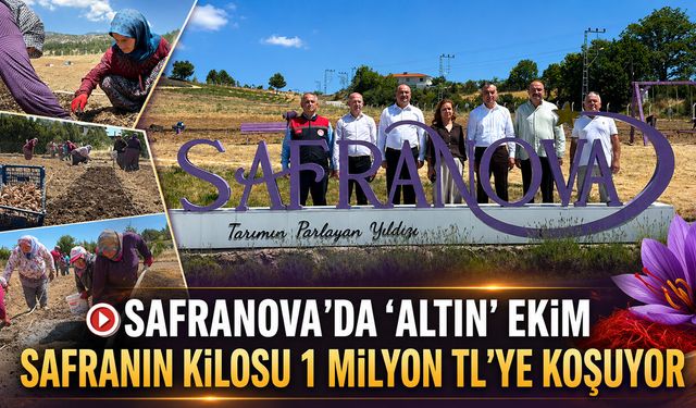 SAFRANOVA'DA ‘ALTIN’ EKİM GERÇEKLEŞTİRİLDİ