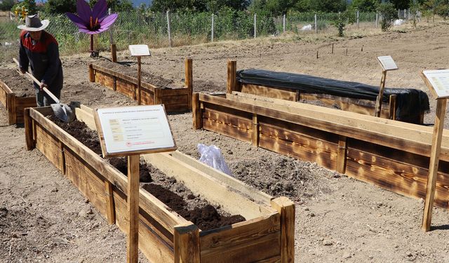 DÜNYANIN EN PAHALI BAHARATINA ÇELİK KALKAN
