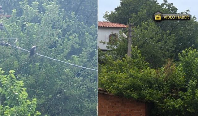 SAFRANBOLU’DA İLGİNÇ ANLAR: KARGADAN “ALLAH” SESİ