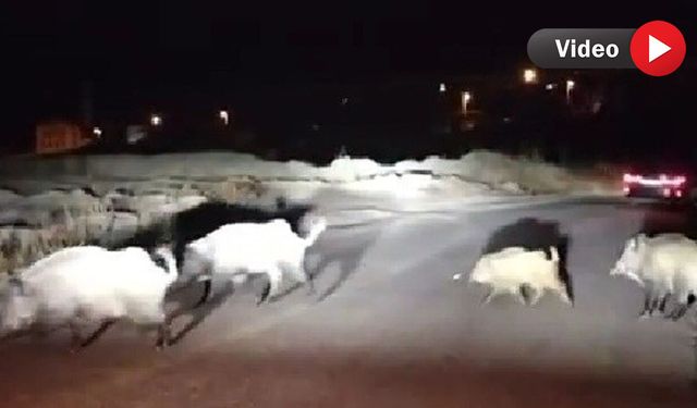 YOLUNU ŞAŞIRAN YAVRU DOMUZA YOL TARİF ETTİ