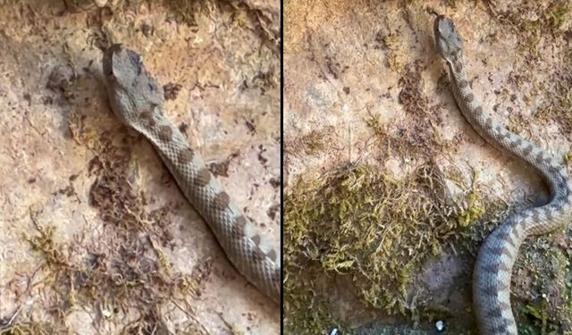 KASTAMONU'DA BOYNUZLU ENGEREK YILANI