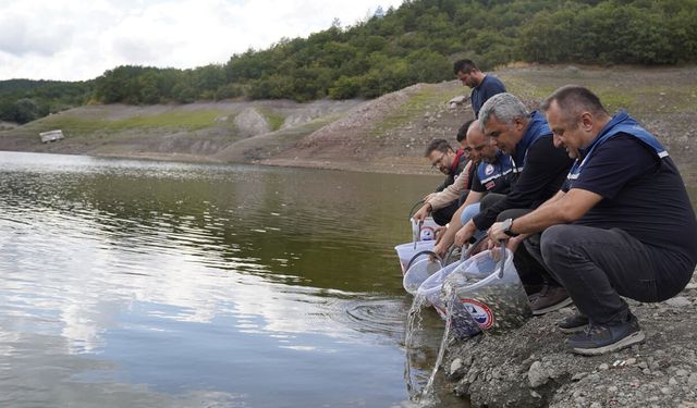KASTAMONU'DA GÖLETLERİ 800 BİN ADET SAZAN BALIĞI YAVRUSU SALINDI