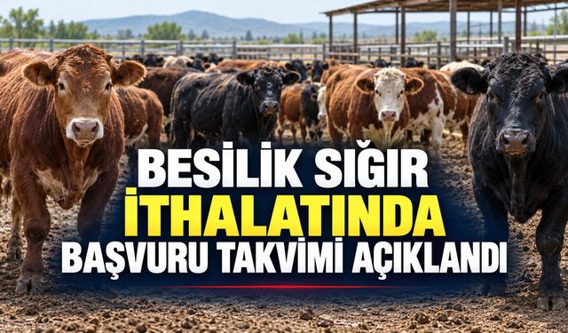 BESİLİK SIĞIR İTHALATINDA BAŞVURU TAKVİMİ AÇIKLANDI