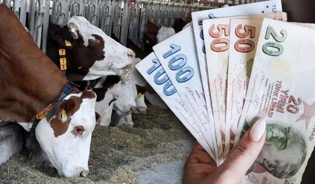 KARABÜK’TE HAYVANCILIK DESTEĞİ BAŞVURULARI SÜRÜYOR