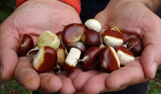 KASTAMONU'DA KESTANE YÜZLERİ GÜLDÜRÜYOR