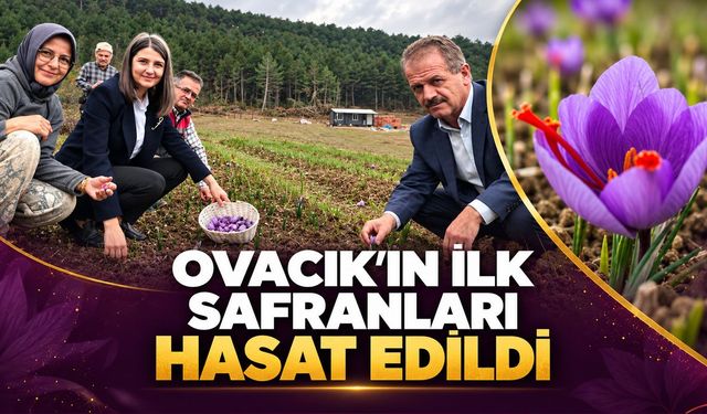 OVACIK’IN İLK SAFRANLARI HASAT EDİLDİ