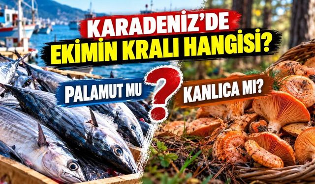 KARADENİZ'DE EKİMİN KRALI HANGİSİ?  PALAMUT MU?  KANLICA MI?