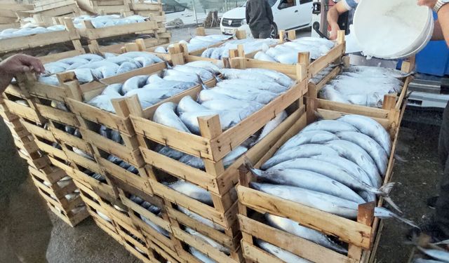 KASTAMONU'DA KİLOLUK PALAMUTLAR 40 TL'YE DÜŞTÜ
