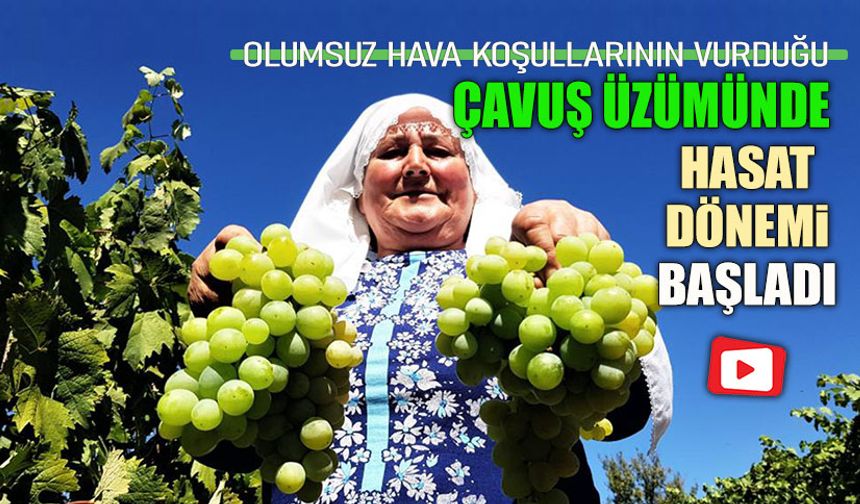 OLUMSUZ HAVA KOŞULLARININ VURDUĞU ÇAVUŞ ÜZÜMÜ 'NDE HASAT BAŞLADI