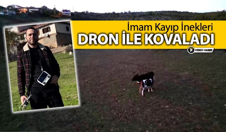 İMAM DRON İLE İNEKLERİ KOVALADI