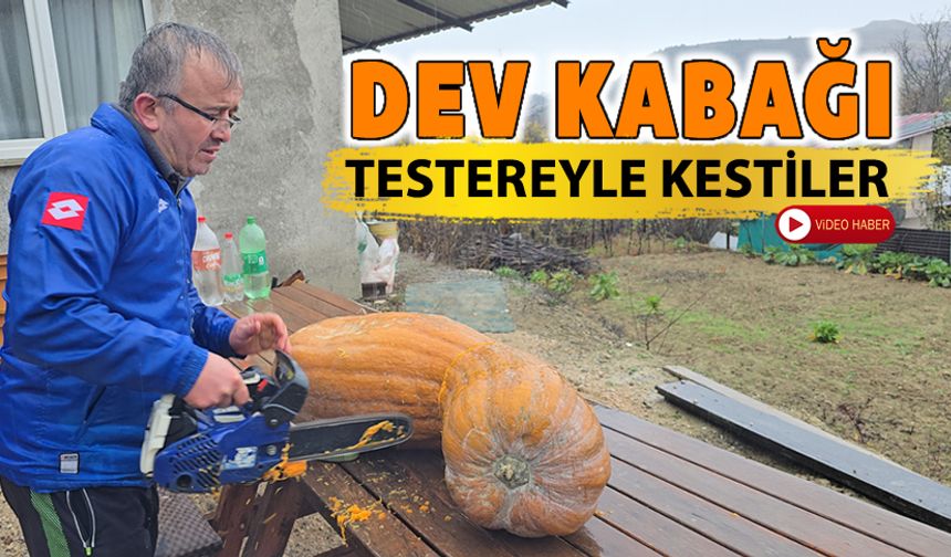 DEV KABAĞI TESTEREYLE KESEBİLDİLER