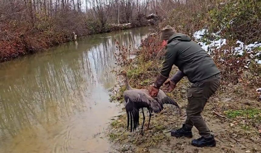 KASTAMONU'DA TEDAVİ EDİLEN TURNA DOĞAYA SALINDI