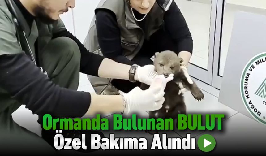 BULDUKLARI YAVRU AYIYA 'BULUT' İSMİNİ VERDİLER