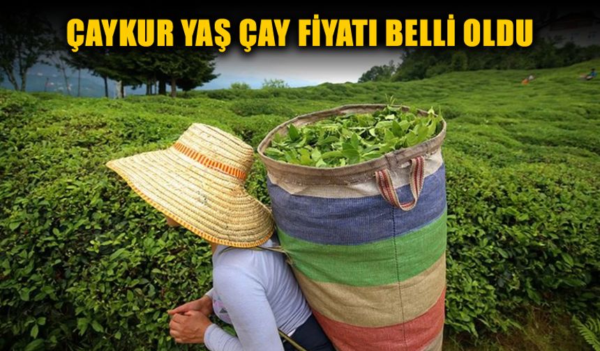 2025 YILI YAŞ ÇAY FİYATI BELLİ OLDU