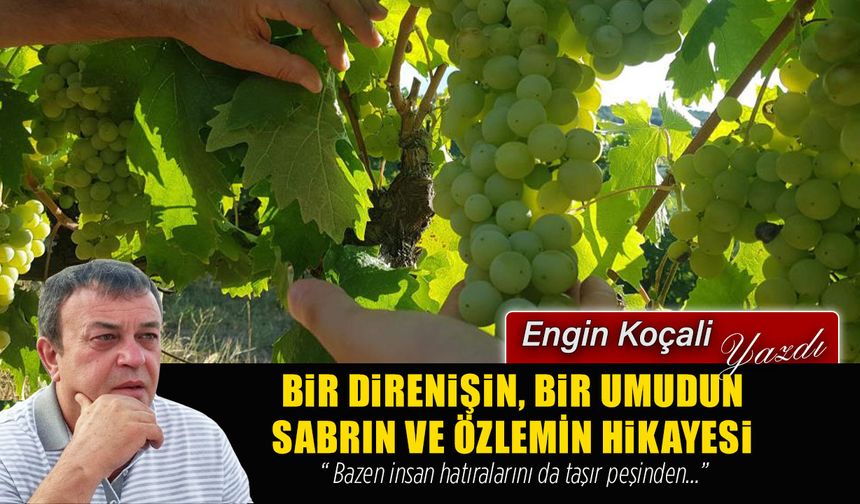 ANTALYA’DA KÖK SALAN HASRET: KARABÜK’ÜN ÇAVUŞ ÜZÜMÜ