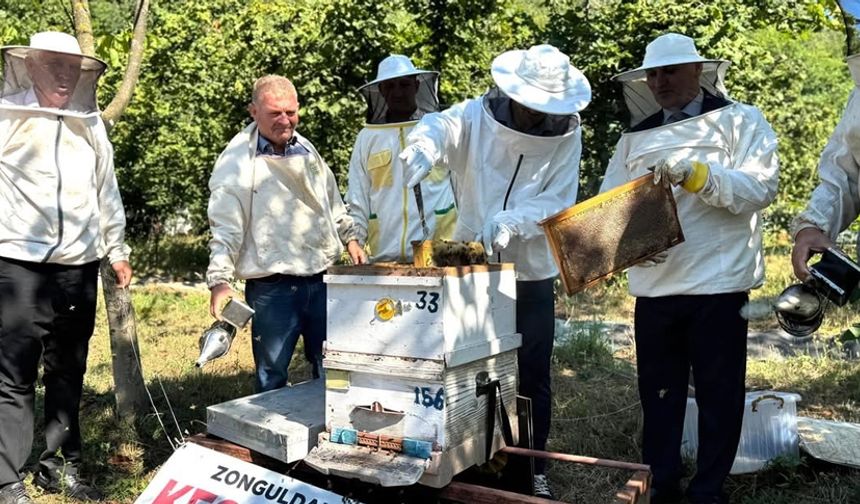 ÇAYCUMA'DA KESTANE BALI HASADI YAPILDI