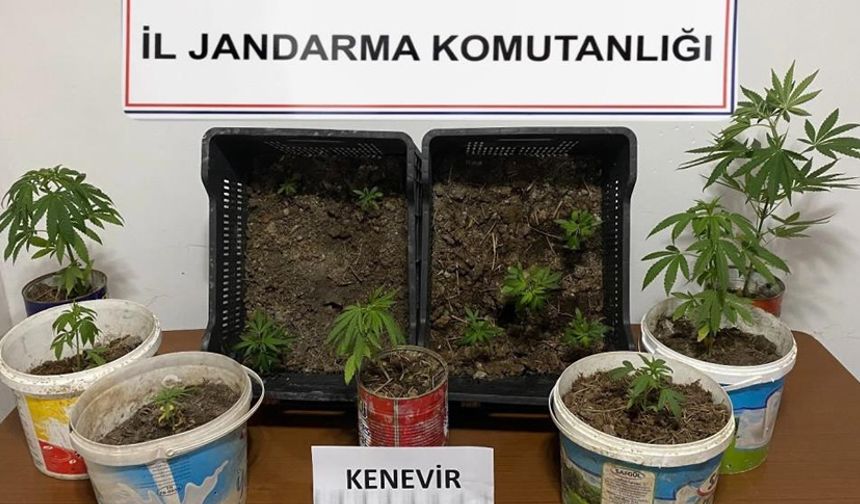EFLANİ VE SAFRANBOLU'DA 14 KÖK KENEVİR ELEGEÇİRİLDİ