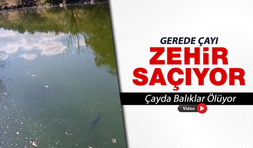 GEREDE ÇAYI ZEHİR SAÇIYOR