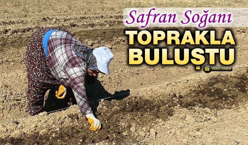 SAFRAN SOĞANI TOPRAKLA BULUŞTU