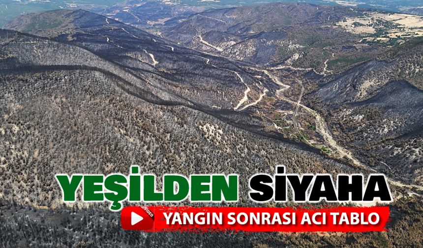 ORMANLARDA YEŞİLDEN SİYAHA ACI TABLO