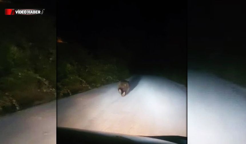 EFLANİ'DE YOLDA KOŞAN AYI GÖRÜNTÜLENDİ