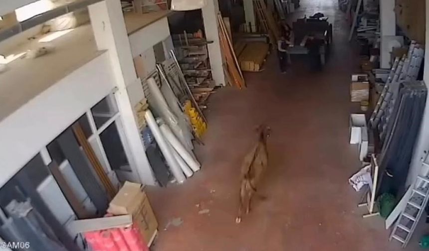 ILGAZ'DA DEPOYA GİREN İNEK İŞÇİLERE SALDIRDI