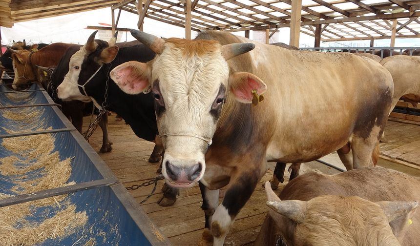 VETERİNER HEKİMDEN DELİ DANA UYARISI